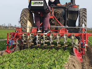 Mechanical weeding in spinach
