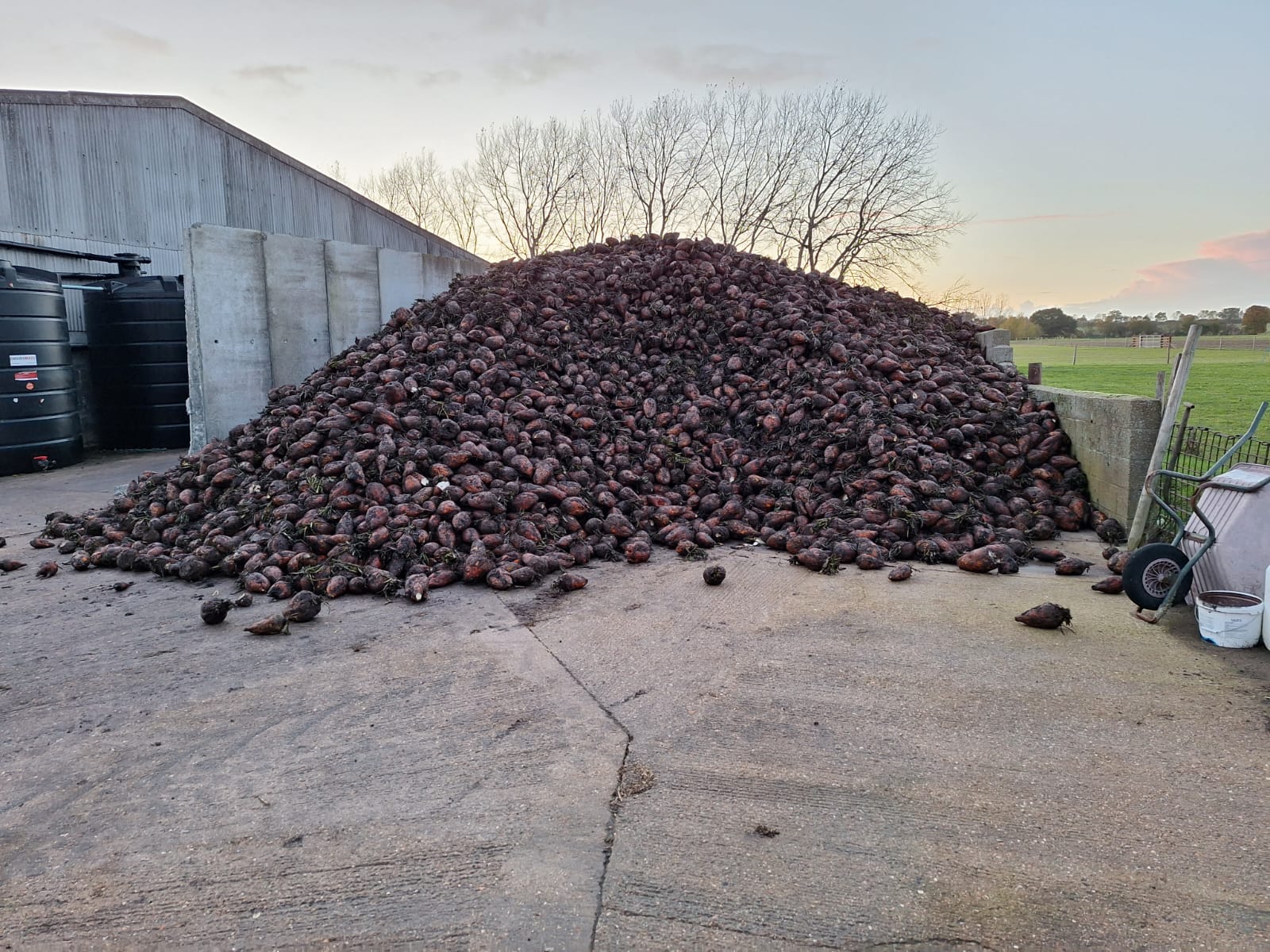 harvested crop of fodder beet, grown by a FarmDroid FD20, ready to be fed to sheep