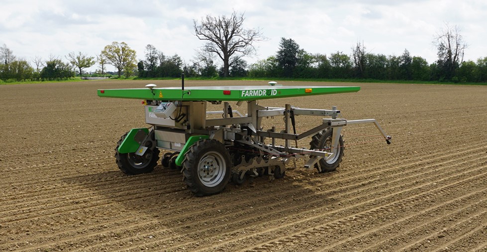 Four-wheeled FarmDroid weeding crop of organic onions